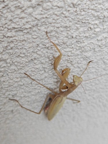 European Mantis