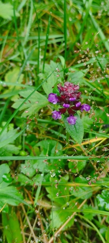 common selfheal