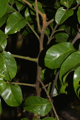 Dysoxylum fraserianum