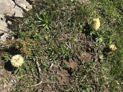 Campanula thyrsoides