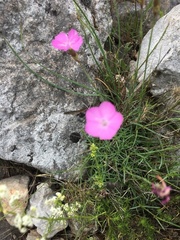 Dianthus pungens brachyanthus
