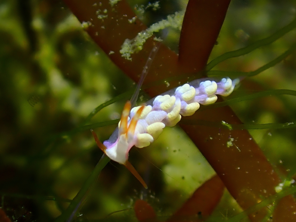 Tenellia nakapila