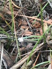 Caladenia picta