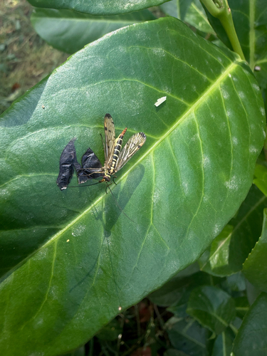 German Scorpionfly