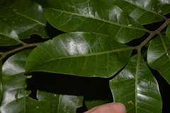Dysoxylum fraserianum