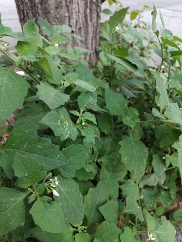 black nightshade