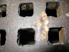 Lopharthrum comprimens