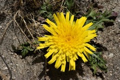 Hypochaeris sessiliflora