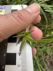 Carex folliculata, photograph (c) Jaime McGuigan, some rights reserved (CC BY)