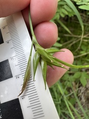 Carex folliculata, photograph (c) Jaime McGuigan, some rights reserved (CC BY)