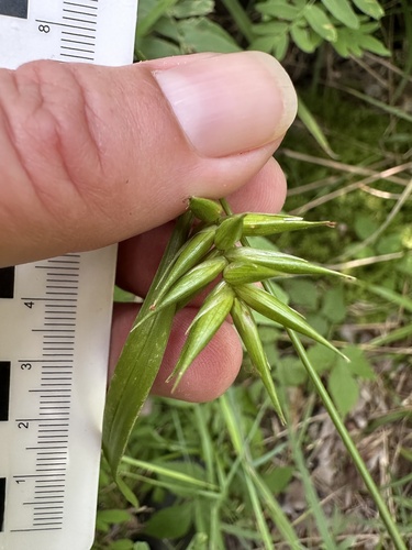 Carex folliculata, photograph 4