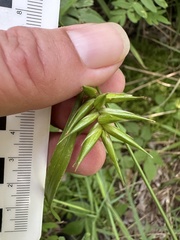 Carex folliculata, photograph (c) Jaime McGuigan, some rights reserved (CC BY)