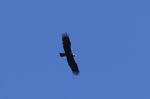 Águila imperial ibérica (Aquila adalberti)