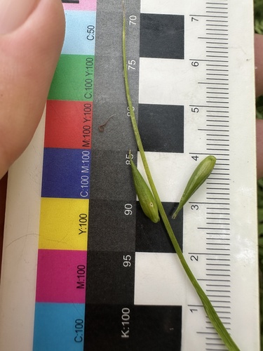 Carex folliculata, photograph 3