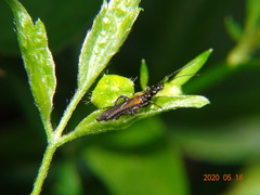 Oedemera pthysica