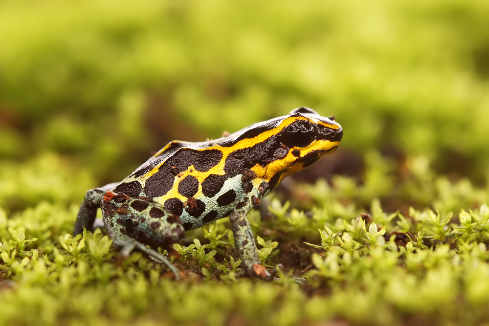 Dendrobate d'Amazonie (Ranitomeya amazonica)
