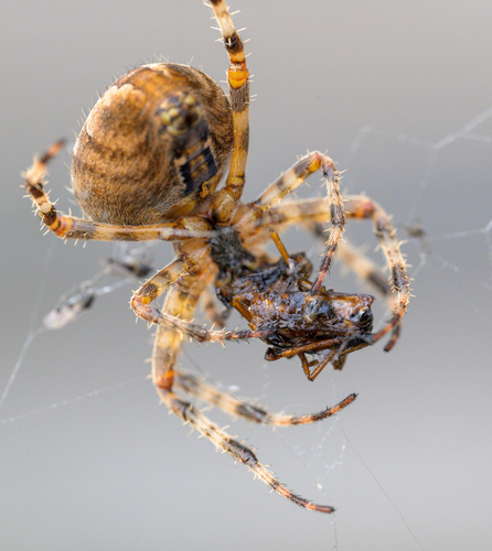 Cross Orbweaver