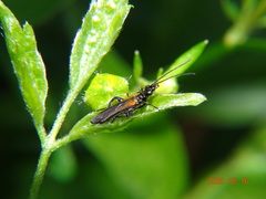 Oedemera pthysica