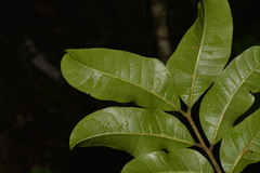 Dysoxylum fraserianum