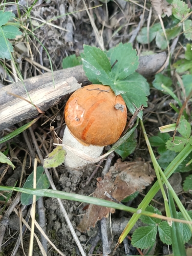 Leccinum leucopodium