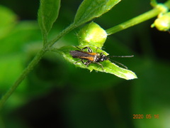 Oedemera pthysica