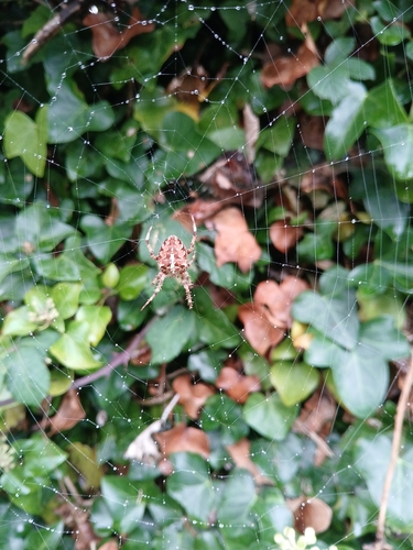 Cross Orbweaver