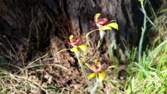 Caladenia discoidea