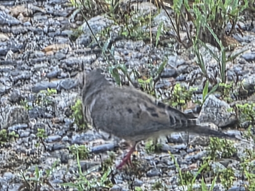 Mourning Dove