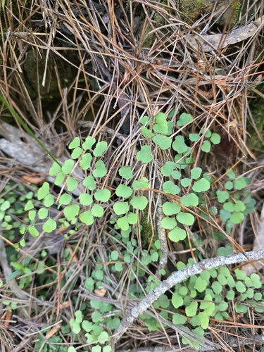 common maidenhair fern