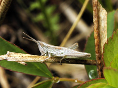 Euthystira brachyptera brachyptera