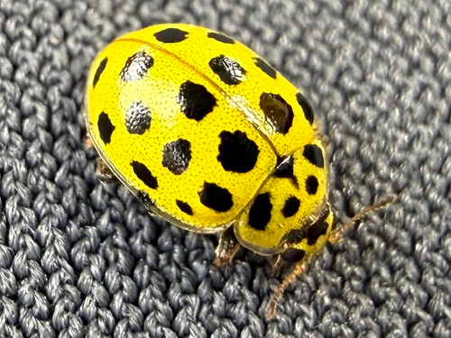 22-spot Ladybird