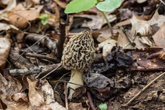 Morchella