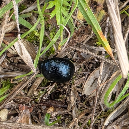 Plantain Leaf Beetle