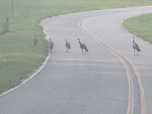 Wild Turkey