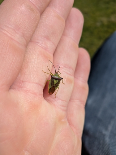 Hawthorn Shield Bug