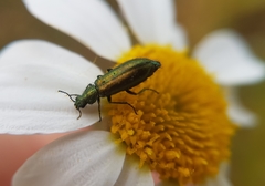 Psilothrix viridicoerulea