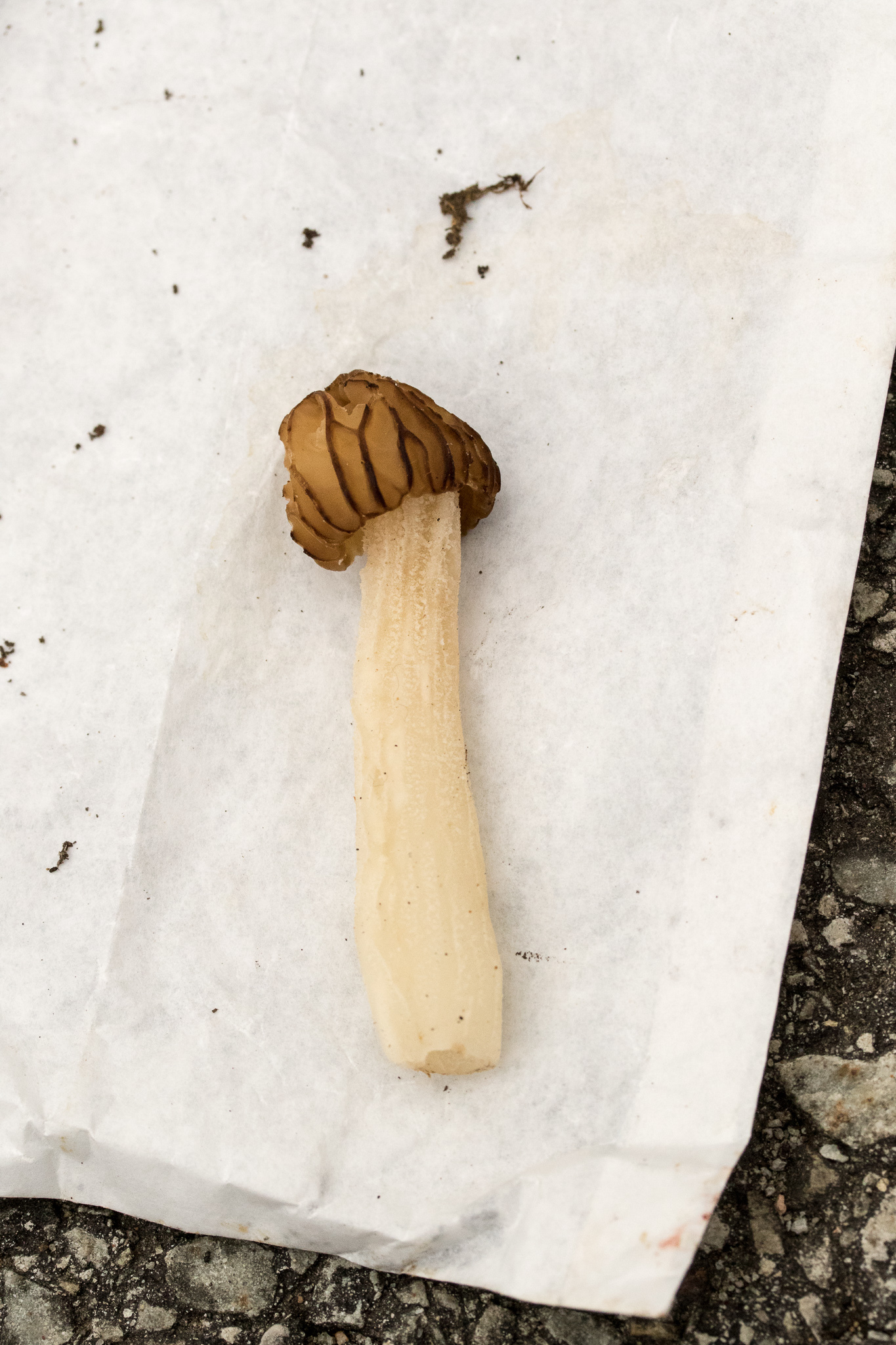 Morchella punctipes image
