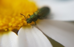 Psilothrix viridicoerulea