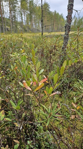 leatherleaf