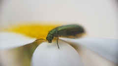 Psilothrix viridicoerulea