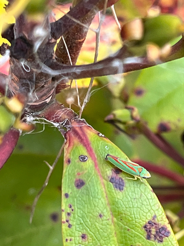 Rhododendron Leafhopper