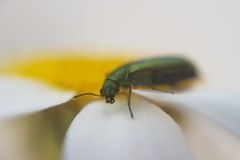 Psilothrix viridicoerulea