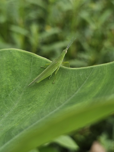 Atractomorpha crenulata