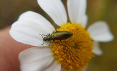 Psilothrix viridicoerulea