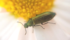 Psilothrix viridicoerulea