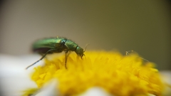 Psilothrix viridicoerulea