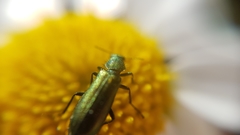 Psilothrix viridicoerulea