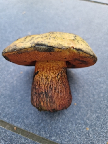 Lurid Bolete