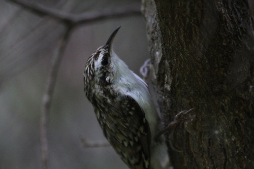 Eurasian Treecreeper