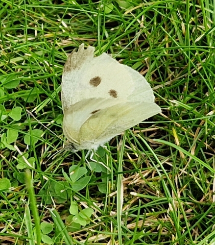 Small White